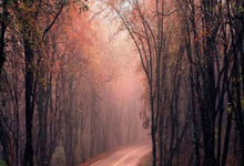 关于字母哥关键节点连败，加拿大队带队取胜！的信息